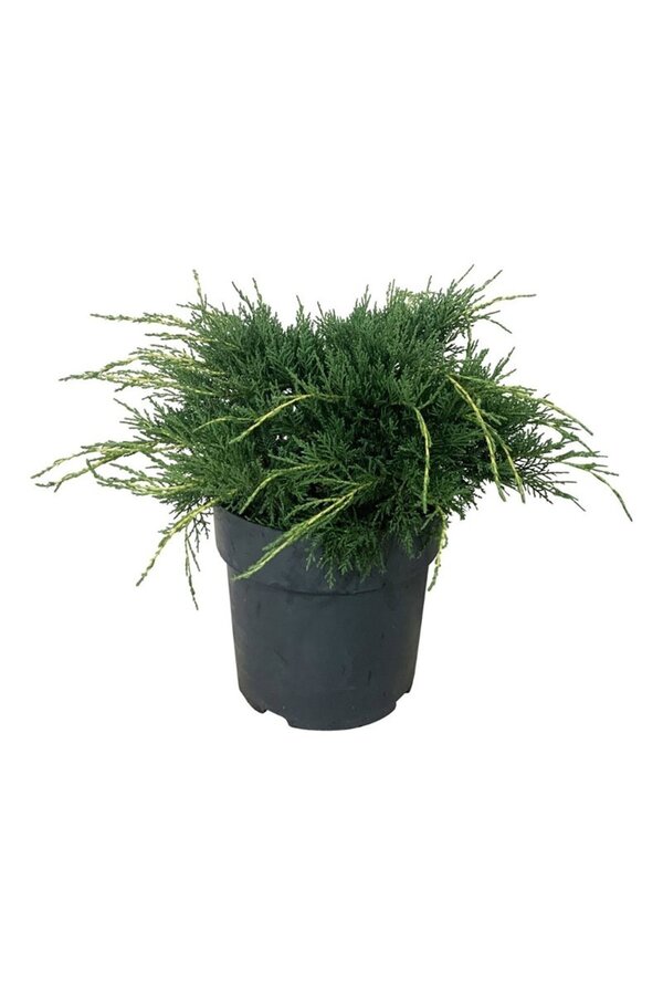 Cipres Juniperus Pfitzeriana Aurea