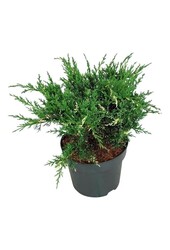 Cipres Juniperus White Splash