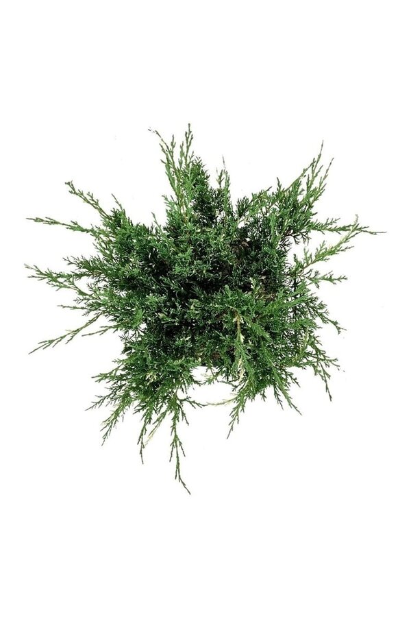 Cyprès Juniperus White Splash