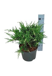 Cyprès Juniperus White Splash