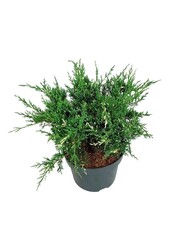 Cipres Juniperus White Splash