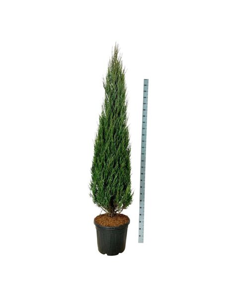 Juniperus