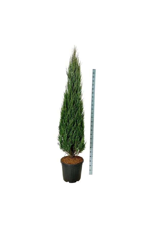 Cyprès Juniperus Blue Arrow