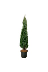 Cipres Juniperus Blue Arrow