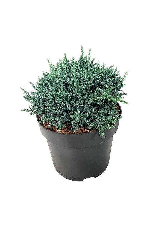 Cyprès Juniperus Tropical Blue