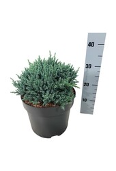 Cipres Juniperus Tropical Blue