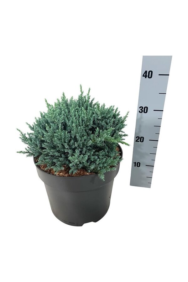 Cyprès Juniperus Tropical Blue