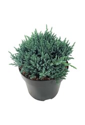 Cyprès Juniperus Tropical Blue