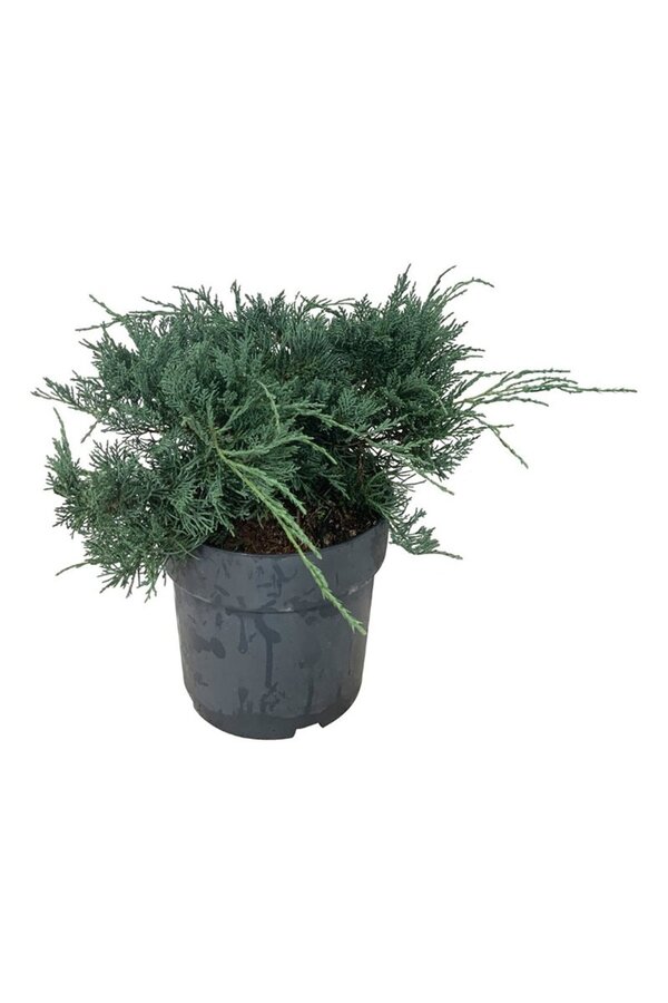 Cipres Juniperus Grey Owl
