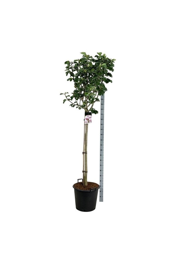 Beverboom Magnolia Pink Beauty