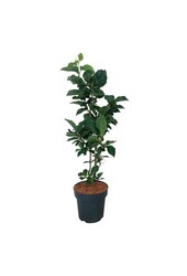 Beverboom Magnolia Cameo