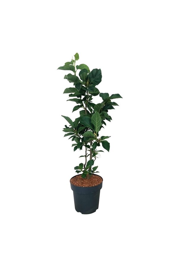 Beverboom Magnolia Cameo