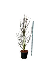 Beverboom Magnolia Sentinel