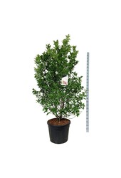 Beverboom Magnolia Susan