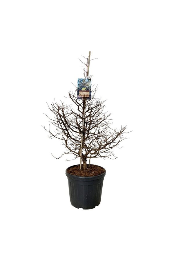 Metasequoia Daw.Tawny Fleece