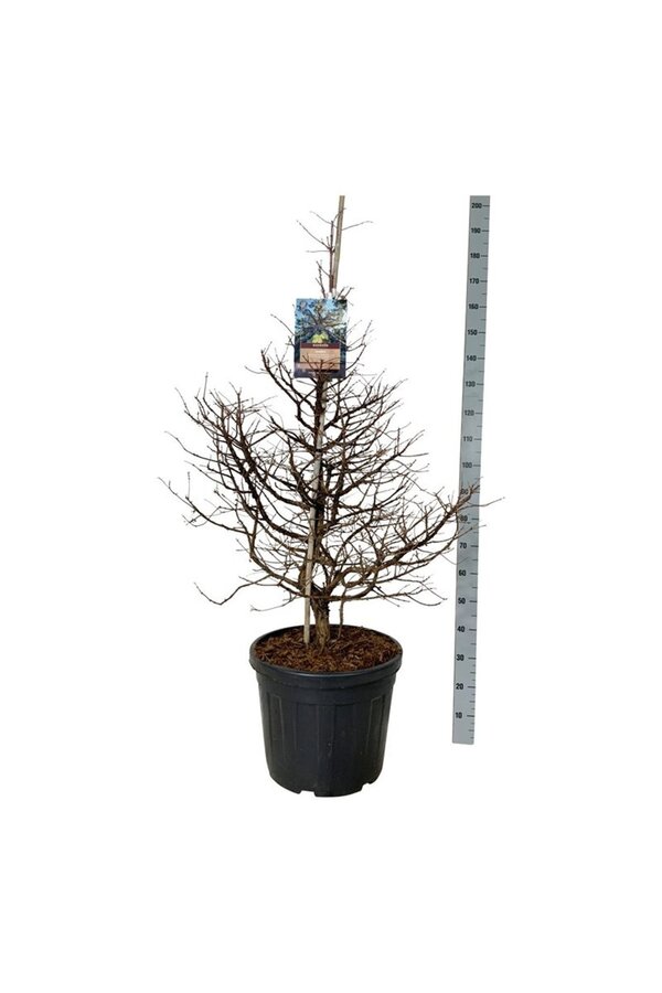 Metasequoia Daw.Tawny Fleece