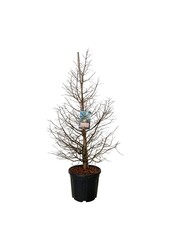 Metasequoia Daw.Tawny Fleece