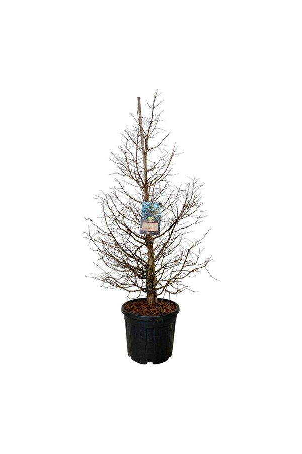 Metasequoia Daw.Tawny Fleece