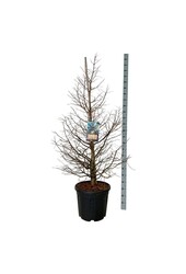 Metasequoia Daw.Tawny Fleece