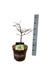 Metasequoia Schirrm. Nordl.