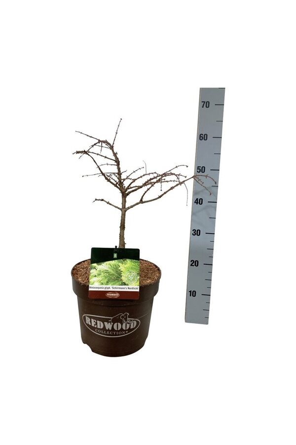 Metasequoia Schirrm. Nordl.