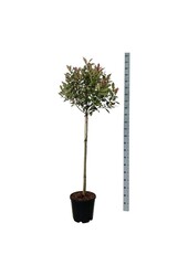 Glansmispel Photinia fraseri Robusta Compacta
