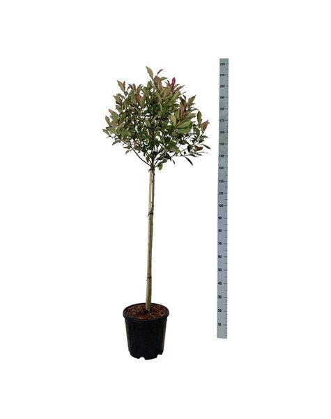 Photinia