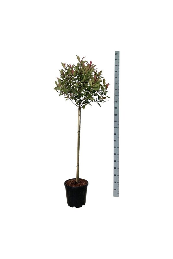 Photinia fraseri Robusta Compacta