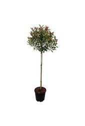 Glansmispel Photinia fraseri Robusta Compacta