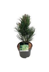 Denneboom Pinus Satellit