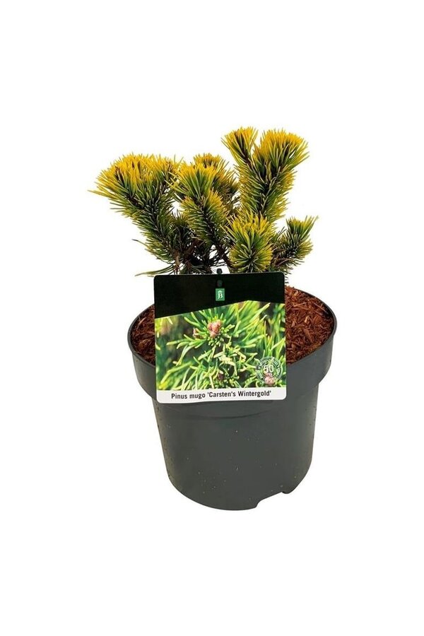 Denneboom Pinus mugo Carstens Wintergold