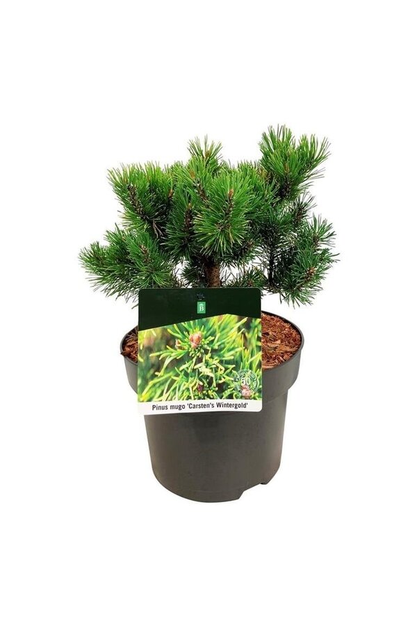 Denneboom Pinus mugo Carstens Wintergold