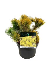 Denneboom Pinus mugo Carstens Wintergold