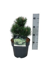 Denneboom Pinus mugo Gnom