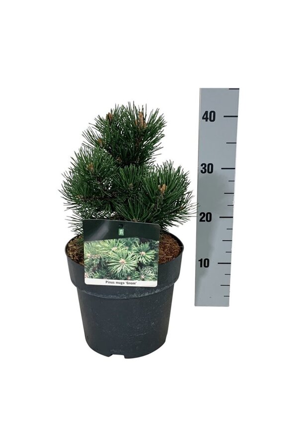 Denneboom Pinus mugo Gnom