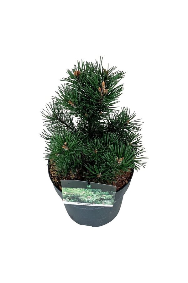 Denneboom Pinus mugo Gnom
