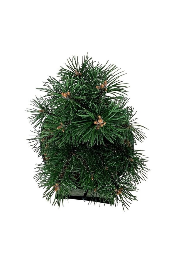 Denneboom Pinus mugo Gnom