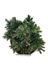 Denneboom Pinus mugo Green Pearl