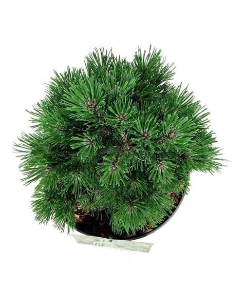 Pinus