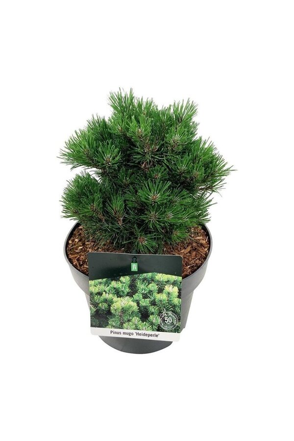 Pin Pinus mugo Heideperle