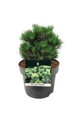 Denneboom Pinus mugo Heideperle