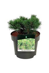 Denneboom Pinus mugo Klostergrün