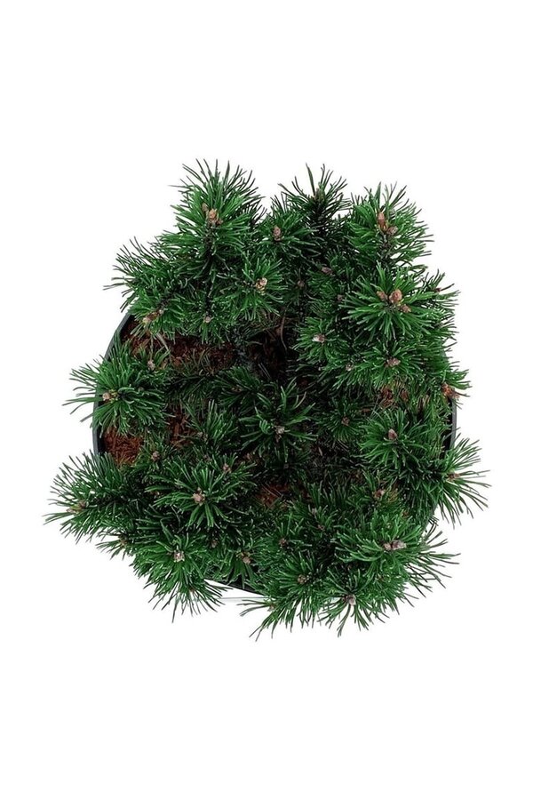 Denneboom Pinus mugo Klostergrün