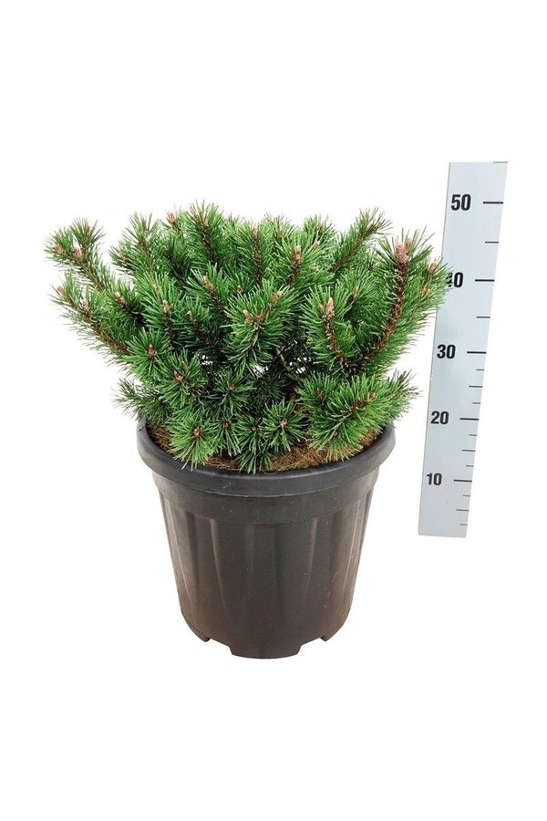 Pin Pinus mugo Klostergrün