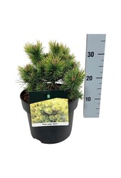 Denneboom Pinus mugo Ophir