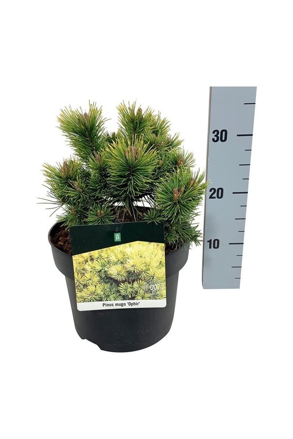 Pin Pinus mugo Ophir