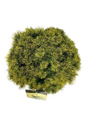 Denneboom Pinus mugo Ophir
