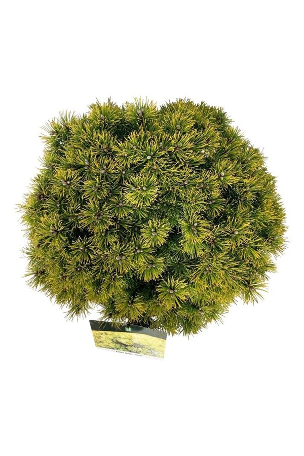 Pin Pinus mugo Ophir