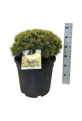 Pin Pinus mugo Ophir