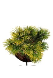 Denneboom Pinus mugo Winter Gold